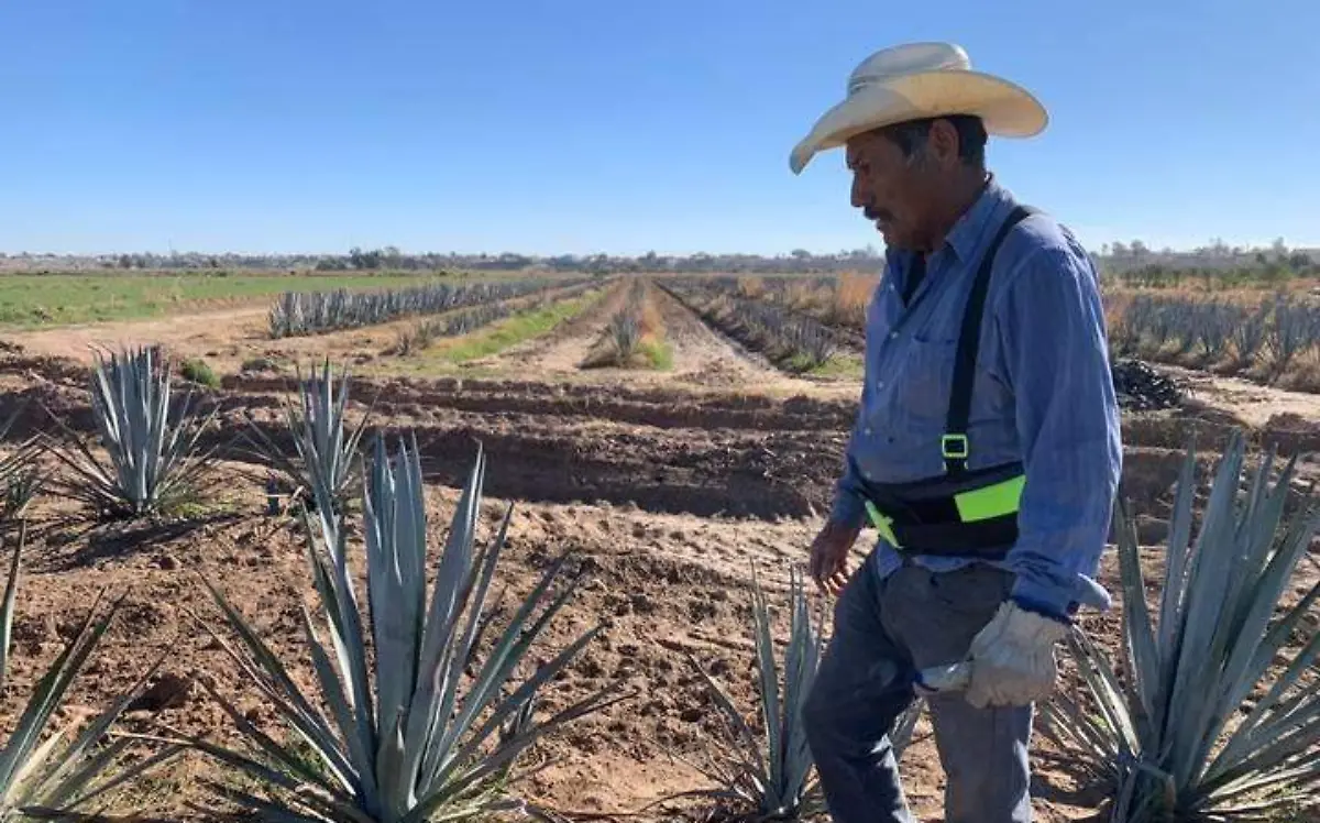 En la región hay un solo plantío de agave, que estarán sacarle provecho más adelante